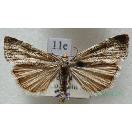 Thisanotia chrysonuchella (Scopoli, 1763) Wachlarzyk kołacznik Czech11e